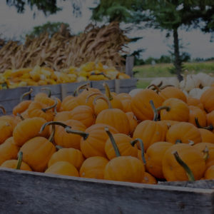 Halloween Safety Tips