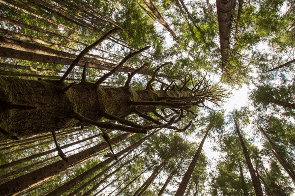 Canadian Forest